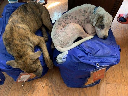 Costello (brindle) and Abbott (white w brindle eyepatch) sleeping on laundry bags. Too cute. Abbott now has white and black hair everywhere!