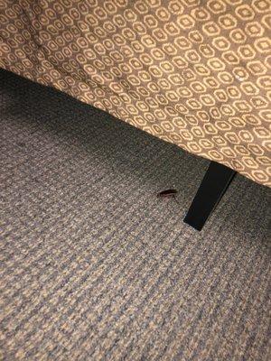 Roach under bed