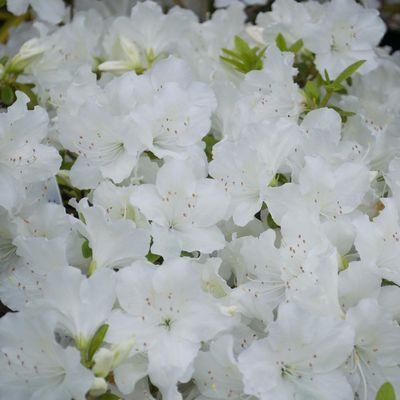 White Azaleas