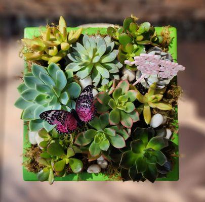 Succulent Garden