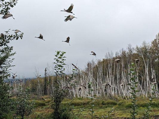 Cranes flying around