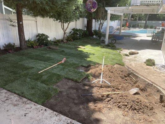 Process of new sod install and drain modification.