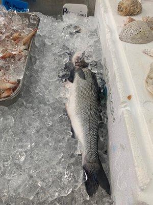 Whole Branzino