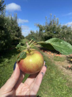 Apple Barrel Orchards