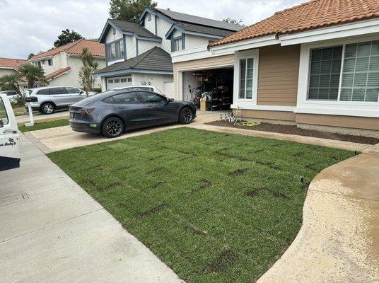 New sod for the front yard