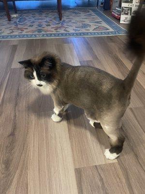 Lion cut