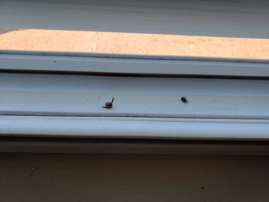 dead bugs on window sill