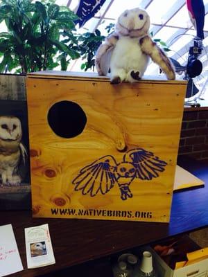 Learned some great things about barn owls at the store today.