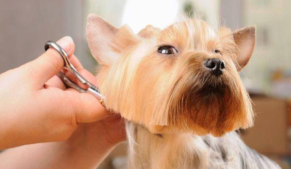 Pet Grooming - Our team is trained to pamper your dog and provide them with a full spa experience.