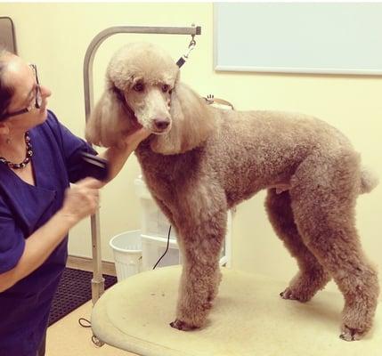 Our groomer putting the finishing touches on a patient