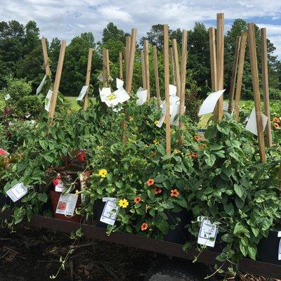 Try our annual Black Eyed Susan vine to add color and interest to the landscape.