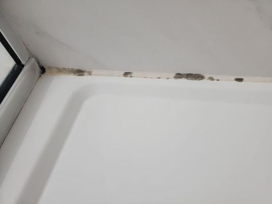 Mold in shower