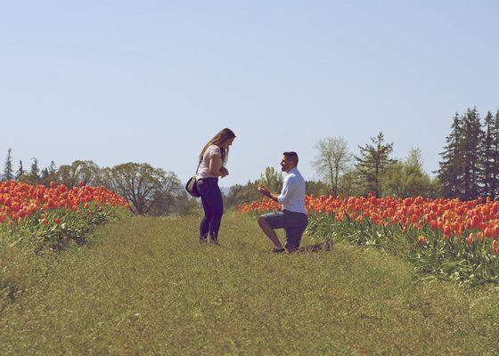 Proposal at the Tulip Festival