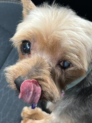 My yorkie has a bad eye and she was so gentle and perfect! 5/19/2022