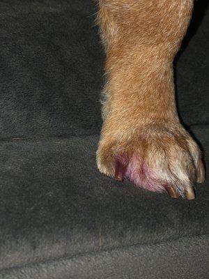 Cut to short in the other paw! One out of three bleeding! All in one visit!!