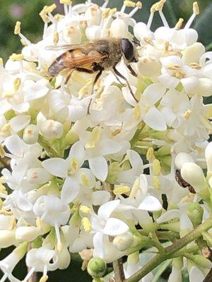 Bee pollinating flowers