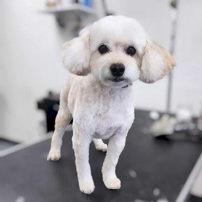 Golden Poodle Grooming