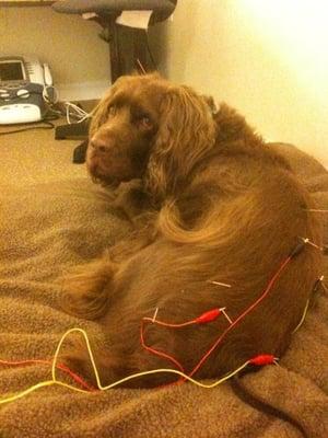 Boas loves the results of his acupuncture treatments