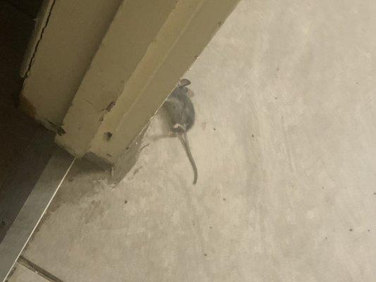 A mouse that my cat caught and killed.