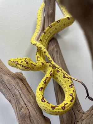 Neo Biak Green Tree Python