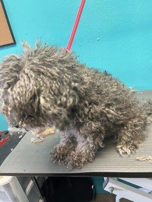 Gray mini poodle before