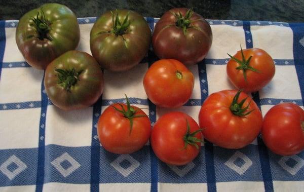 2012 tomatoes from plants I ordered from The Tasteful Garden.  Cherokee Purple and Rutgers.