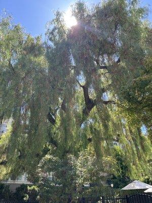 My husband took this beautiful photo forgot to share they told us this tree has been there for over 200 years it's beautiful! And BIG