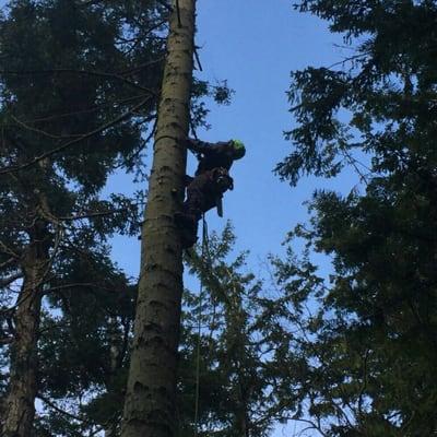 Taking down a good sized hemlock