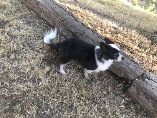 Long haired chihuahua