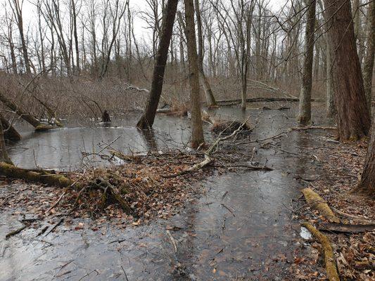 Flooded forest, then frozen