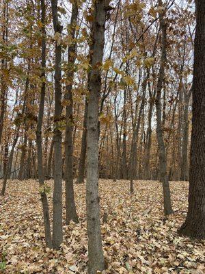 Crunchy fallen leaves