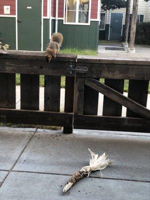 Squirrel stealing our Halloween decorations!