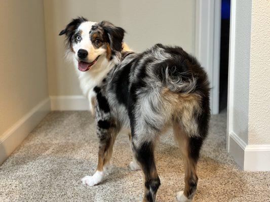 My 1 yr old aussie's first groom