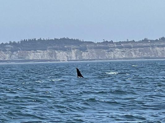 Whale fins