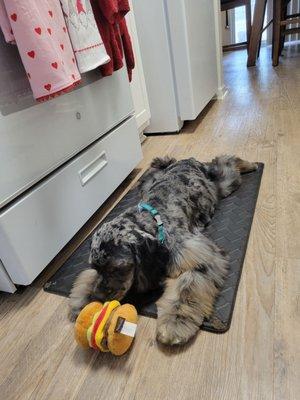 His new little burger toy from the bowtique!