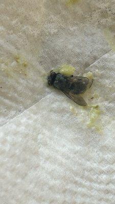 The fly we found in our food