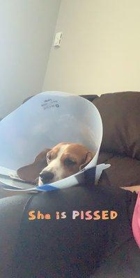 The cone provided by my vet in new haven.