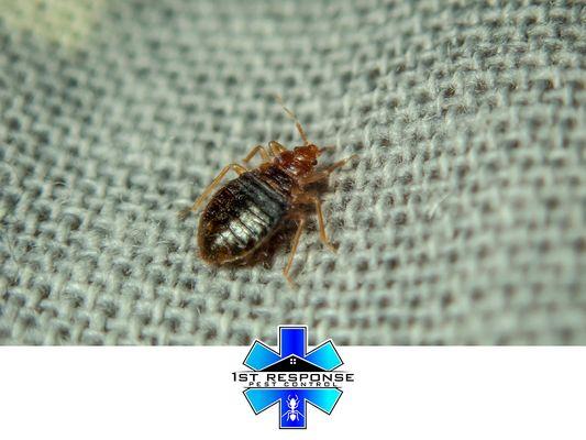 bed bug crawling on fabic