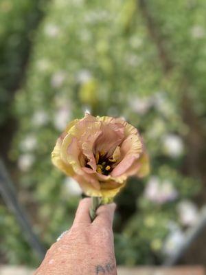 Brown lisianthus 3 weeks from harvest at SimiValleyFlowers Farm