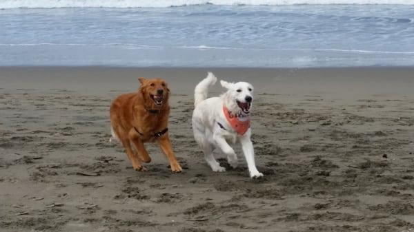 Buddy and Royal, our current mortgage mascots, enjoying a day off at the beach!