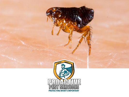 Proactive Pest Services