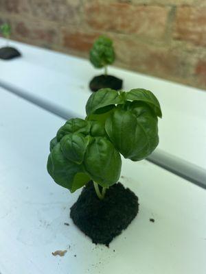 Fresh basil is growing here for some of the dishes.