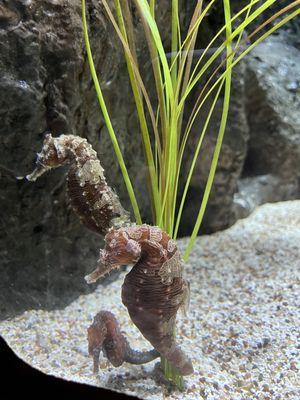 Seahorses