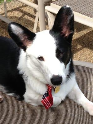 Bucky's great spa day at the Ark. Loves his new tie with its UW Badgers colors. He says thank you & can't wait to come back.