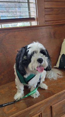 Bandit having his nails trimmed by the great staff at LazyPaw. Thanks Ya'll!