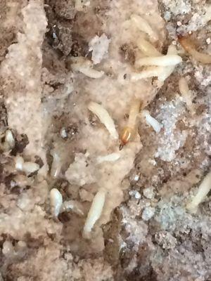 Worker and soldier termites.