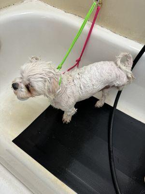 Shampoochez Dog Wash