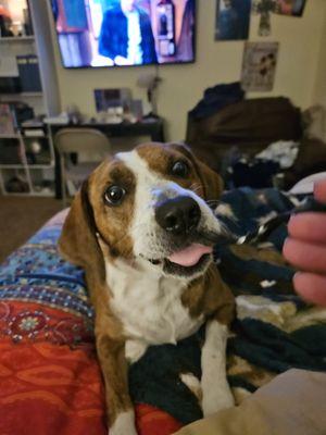 Bella enjoying her dessert!