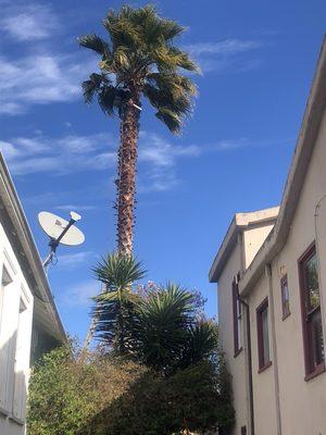 cleaning palm tree