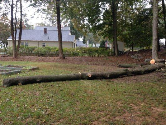 Facing neighbor's house, which had been threatened by a couple trees. Zumalt hauled away the logs a few days later.